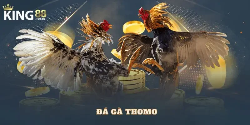 Đá gà thomo